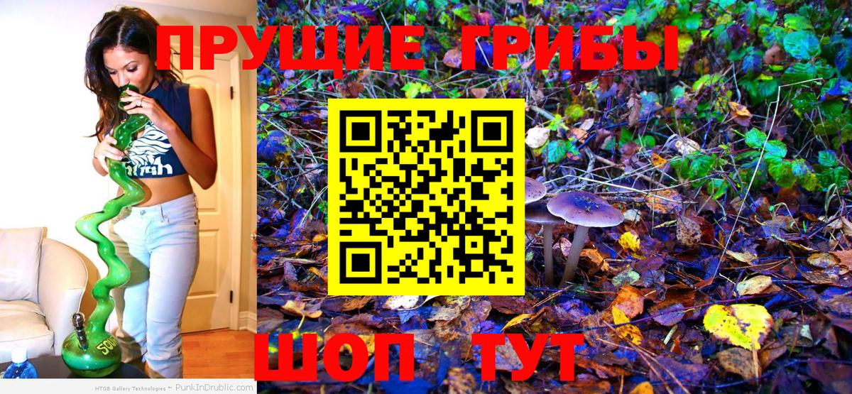 Галлюциногенные грибы Psilocybe Новошахтинск